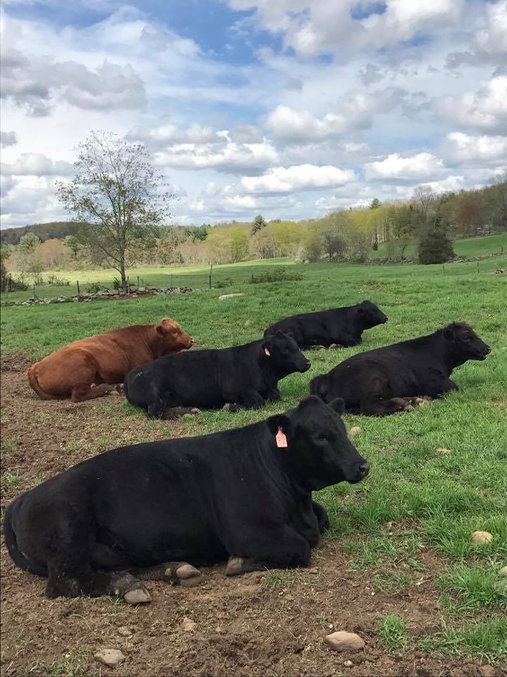 Beef For Sale Fenton River Farm